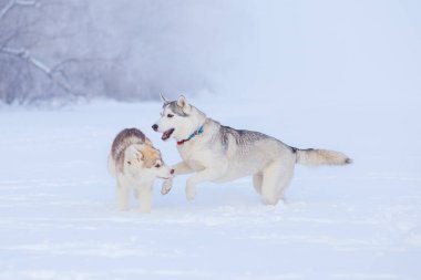 kar husky oynayan yavru