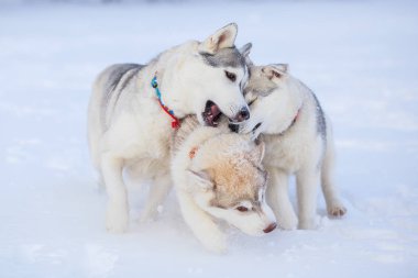 kar husky oynayan yavru