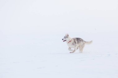 karda oynayan sibirya husky kış