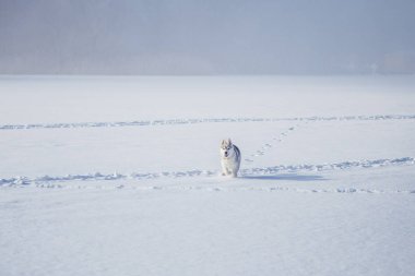 kar kışın sibirya husky