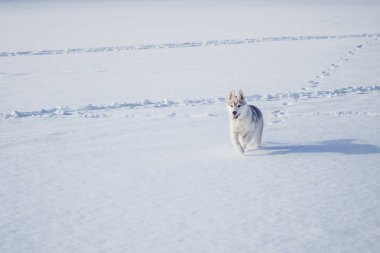 kızak köpek husky sibirya örgü