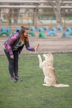 köpek sibirya husky ile oynarken