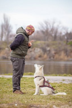 köpek sibirya husky ile oynarken