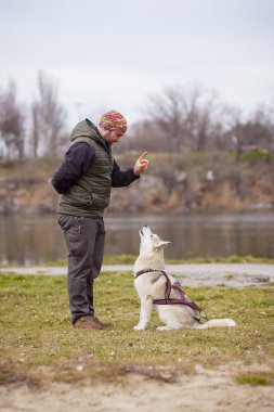 sibirya husky açık oynamak