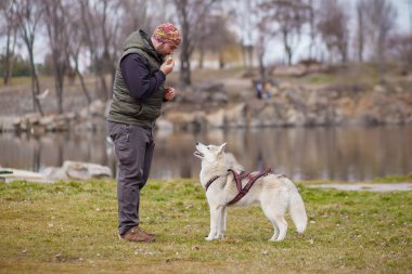 köpek sibirya husky ile oynarken