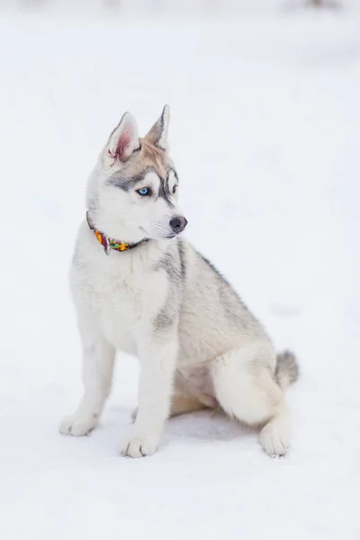 Husky sibérien dans la neige hiver — Photo