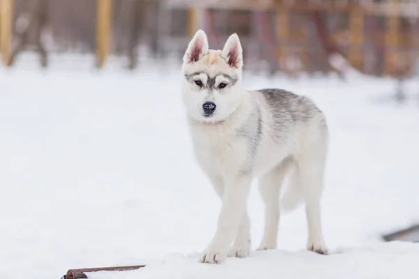 Puppies playing in the snow husky — Stock Photo, Image