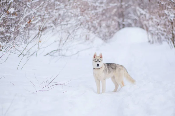 Pups spelen in de sneeuw Husky — Stockfoto