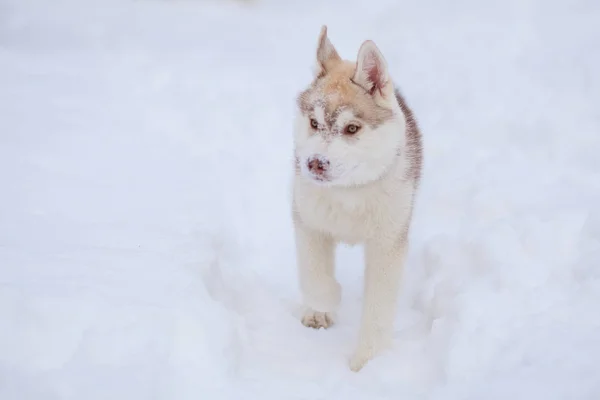 Pups spelen in de sneeuw Husky — Stockfoto