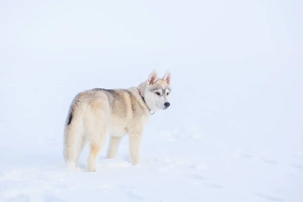 Husky siberiano in inverno neve — Foto Stock