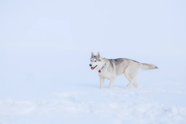 Husky siberiano no inverno de neve — Fotografia de Stock