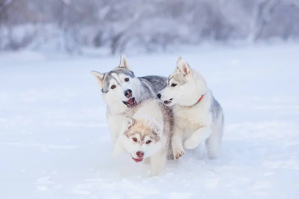 Сибирская хаски в снежную зиму — стоковое фото