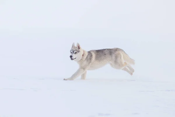 Inverno husky siberiano jogando na neve — Fotografia de Stock