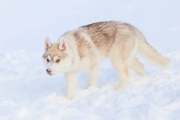 Siberiano husky invierno jugando en la nieve — Foto de Stock