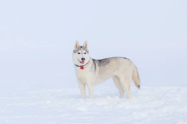 Karda oynayan sibirya husky kış — Stok fotoğraf