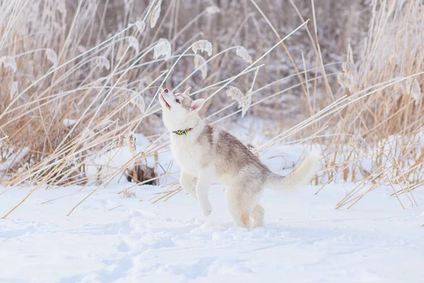 Pups spelen in de sneeuw Husky — Stockfoto