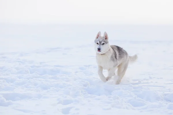 Siberiano husky invierno jugando en la nieve — Foto de Stock