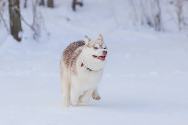 Siberian husky winter playing in snow — Stock Photo, Image