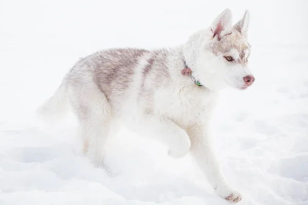 Siberian husky winter playing in snow — Stock Photo, Image