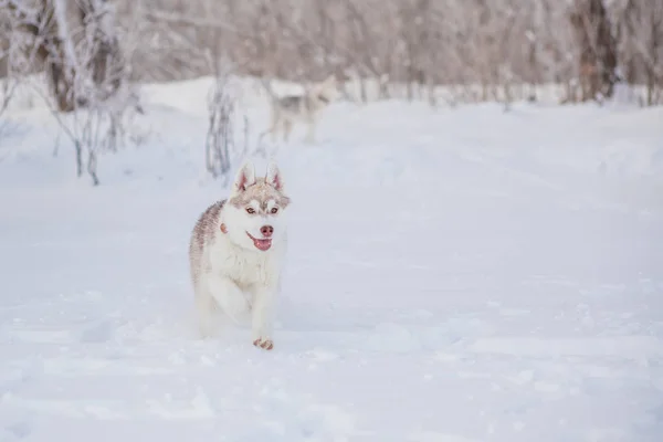 Husky siberiano en invierno de nieve — Foto de Stock