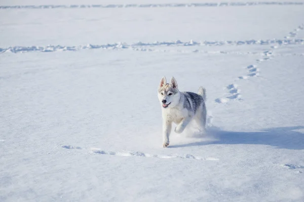 Sibirya Husky köpek yavrusu 4 ay — Stok fotoğraf