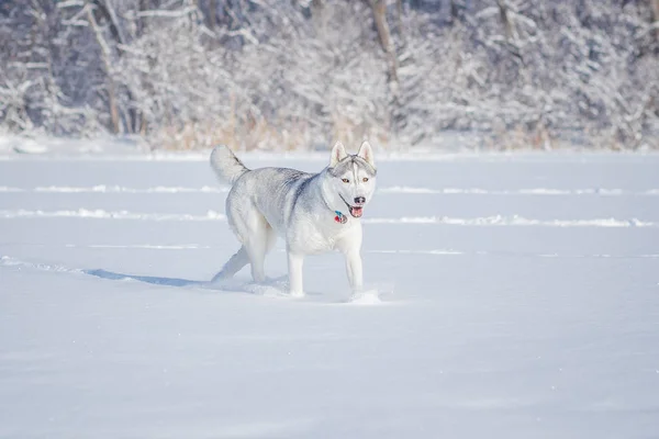 Sibirya Husky köpek yavrusu 4 ay — Stok fotoğraf