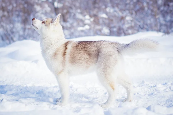 Siberische Husky in sneeuw winter — Stockfoto