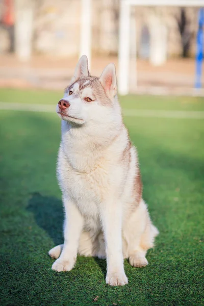 Brincando com cão siberiano husky — Fotografia de Stock