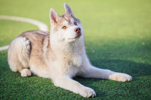 Giocare con husky siberiano all'aperto — Foto Stock