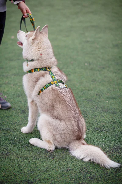 Játszó szibériai husky szabadtéri — Stock Fotó