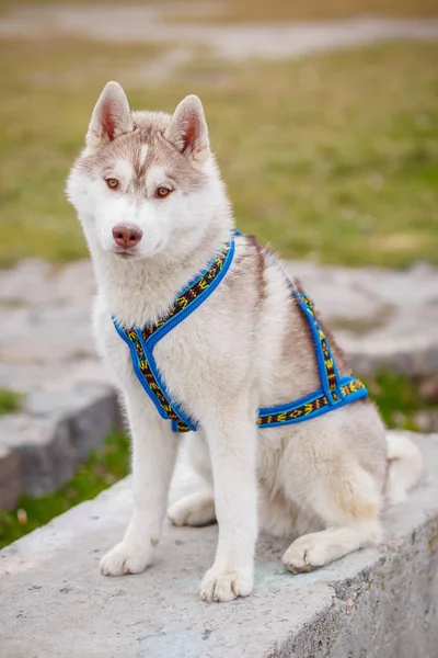 Jouer avec husky sibérien en plein air — Photo