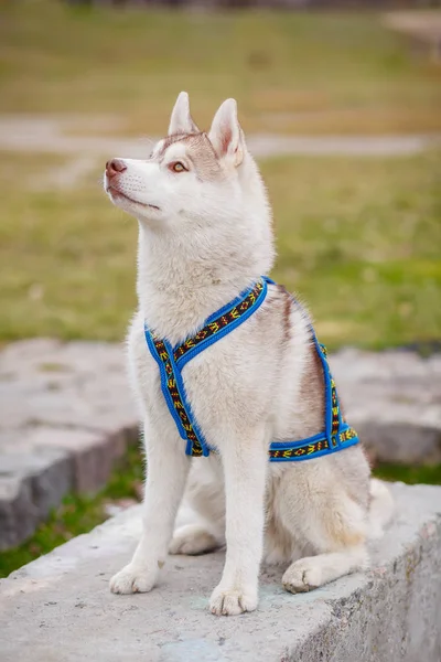 Sanki pies Husky syberyjski warkocz — Zdjęcie stockowe