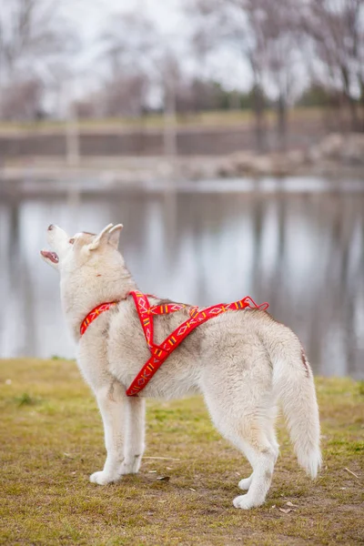 Szánkó kutya szibériai husky szárazföld zsinór — Stock Fotó