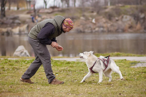 Jugando con perro siberiano husky —  Fotos de Stock