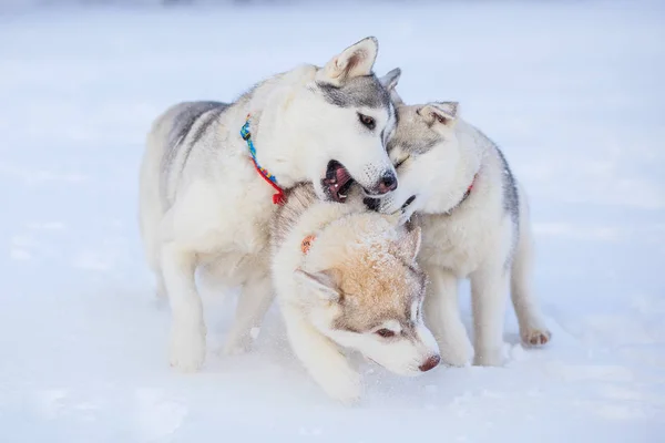 Puppies playing in the snow husky Stock Picture