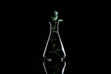 Esans arka arka plan üzerinde otlar ile bir şişe. Bitkisel ve baharat düşük anahtar toplama.