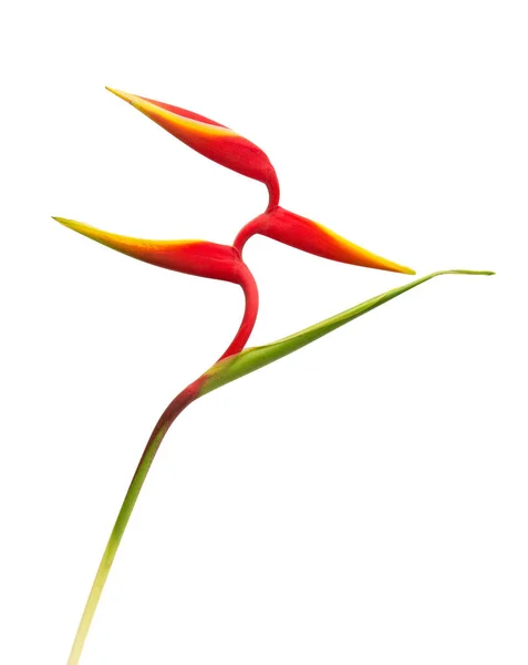 Kwiat Heliconia Czerwony Piękny Tropikalny Kwiat Białym Tle Ścieżką Przycinającą — Zdjęcie stockowe