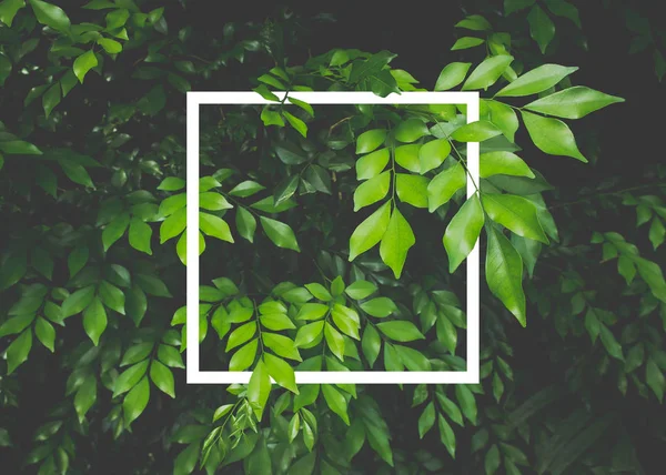 Yaprak beyaz kağıt çerçeve ile yapılmış yaratıcı düzeni. Düz yatıyordu. Doğa kavramı