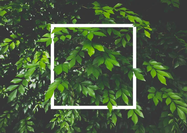 Yaprak beyaz kağıt çerçeve ile yapılmış yaratıcı düzeni. Düz yatıyordu. Doğa kavramı