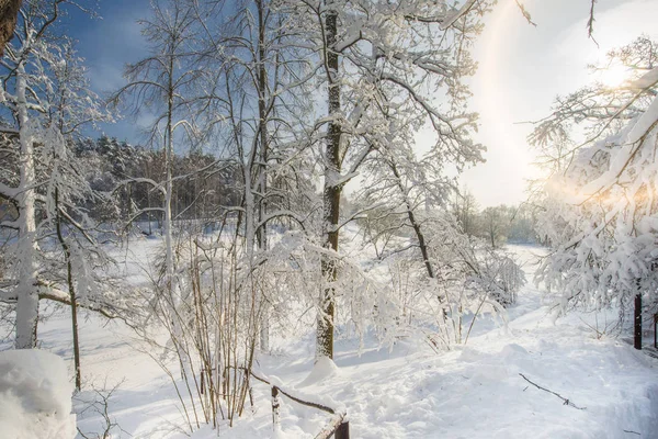 Paisagem Coberta Neve Com Árvores Céu Azul Inverno Russo — Fotografia de Stock