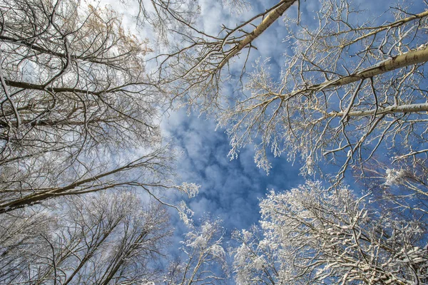 Paisagem Coberta Neve Com Árvores Céu Azul Inverno Russo — Fotografia de Stock