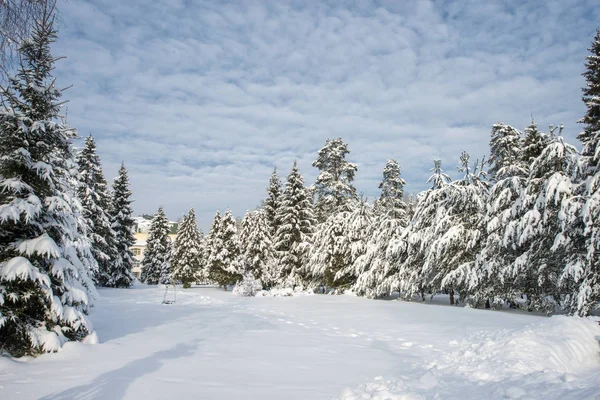 Paisagem Coberta Neve Com Árvores Céu Azul Inverno Russo — Fotografia de Stock