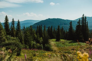 Karpatlar. Dağ sıralarının zirvelerinin manzarası. Güzel manzara. Mavi gökyüzü