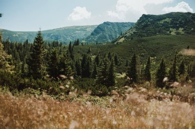 Karpatlar. Dağ sıralarının zirvelerinin manzarası. Güzel manzara. Mavi gökyüzü