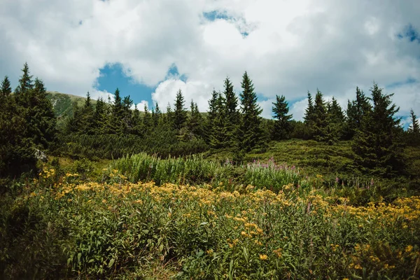 Karpatlar. Dağ sıralarının zirvelerinin manzarası. Güzel manzara. Mavi gökyüzü