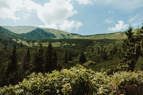 Karpatlar. Dağ sıralarının zirvelerinin manzarası. Güzel manzara. Mavi gökyüzü