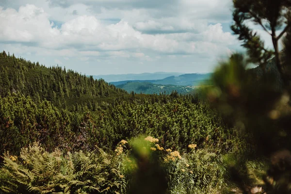 Karpatlar. Dağ sıralarının zirvelerinin manzarası. Güzel manzara. Mavi gökyüzü