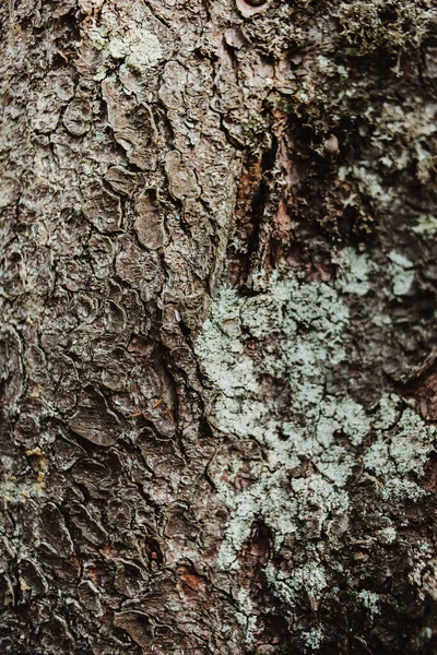 木の質感 スペースのコピー — ストック写真