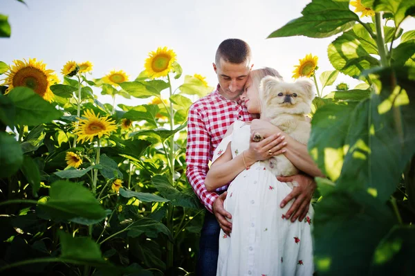 ひまわりフィールドで犬と一緒に妊娠中のカップル 妊娠中の幸せな瞬間 — ストック写真