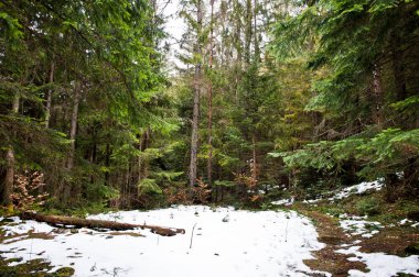 Kar Karpat Dağları, yeşil ormanda Temizleme.